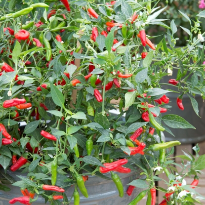 Picture of Capsicum Chilli Pepper Pikito